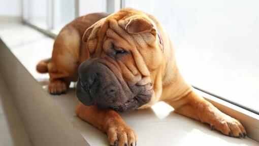 Shar Pei stă întins în cameră