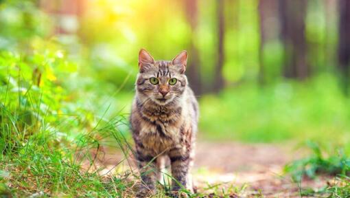 Pisica siberiană de pădure se plimbă în pădure