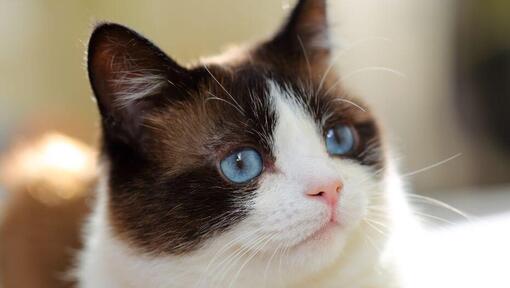 pisica Snowshoe cu ochi albaștri se uită adânc