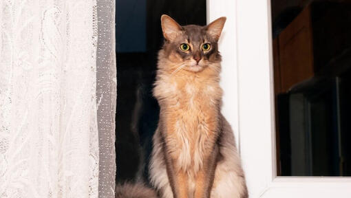 Pisica Somali stă lângă fereastră