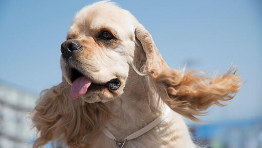 Cocker Spaniel American cu limba scoasa