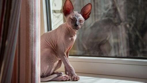 Pisica Sphynx stă în picioare pe un pervaz de fereastră