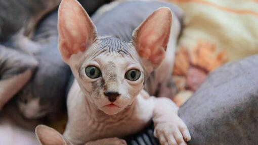 Pisica Sphynx trage un pui de somn pe canapea