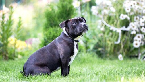 Staffordshire Bull Terrier stând pe iarbă