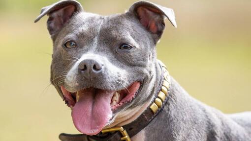 Staffordshire Bull Terrier cu limba afară