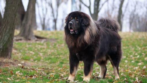 Mastiff tibetan negru în pădure