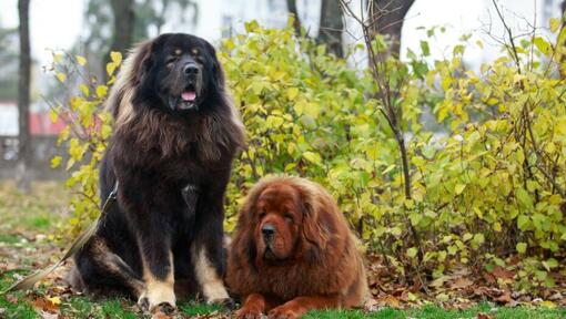 Mastiff tibetan maro și negru în parc