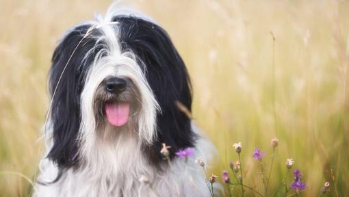 Terrier tibetan care se joacă pe câmp