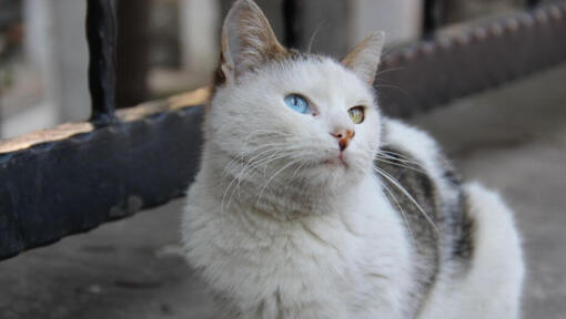 Pisica Turkish Van stă pe balcon
