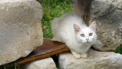 Pisica Turkish Van stă în grădină