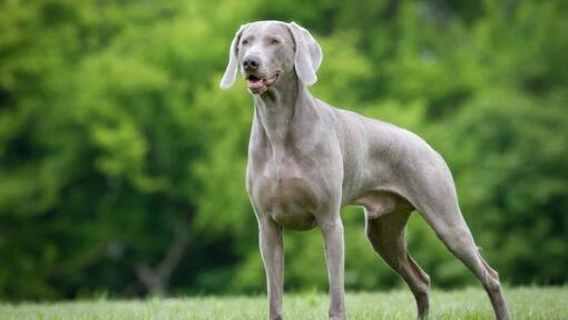 Weimaraner în pădure