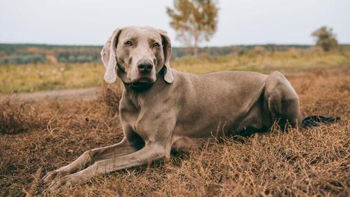 Weimaraner întins pe câmp