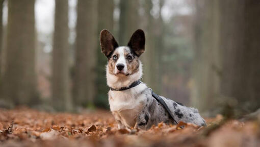 Welsh Corgi în picioare în pădure