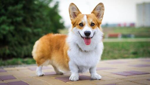 Caini Welsh Corgi Pembroke