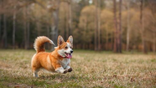 Rasa Welsh Corgi Pembroke