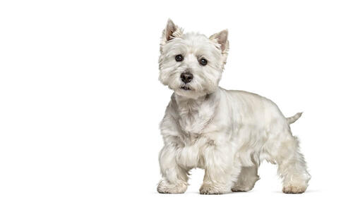 West Highland White Terrier Desktop