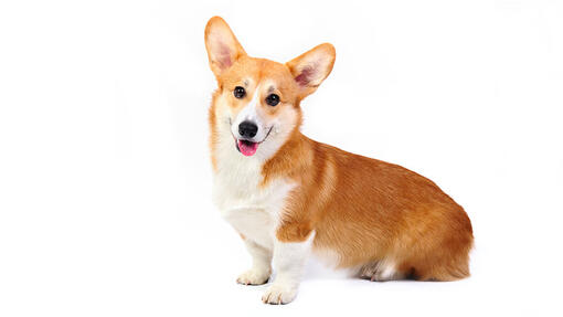 Welsh Corgi Pembroke