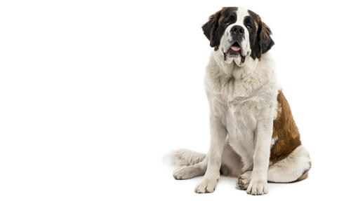 Saint Bernard