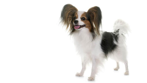 Papillon cu urechi in forma de fluture