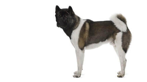 Akita Inu