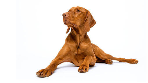 Caine Vizsla Maghiara
