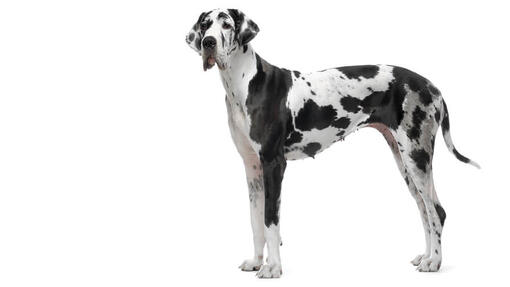 Dog German arlechin