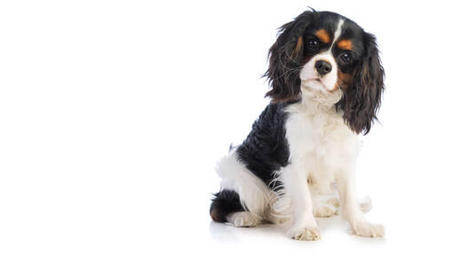 King Charles Spaniel