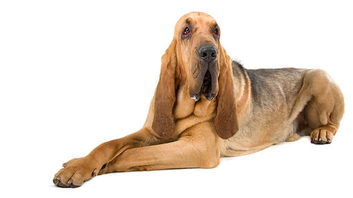 Rasa de caini Bloodhound