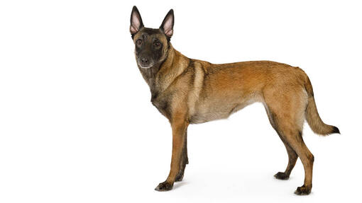 Ciobanesc Belgian Malinois