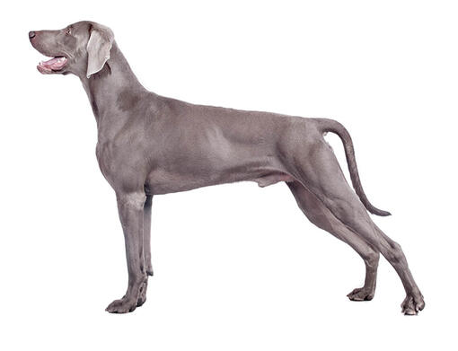 Weimaraner 