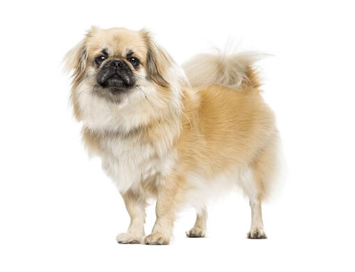 Tibetan Spaniel