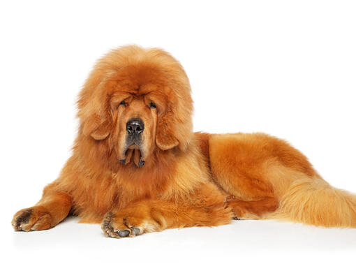 Câinele Tibetan Mastiff 