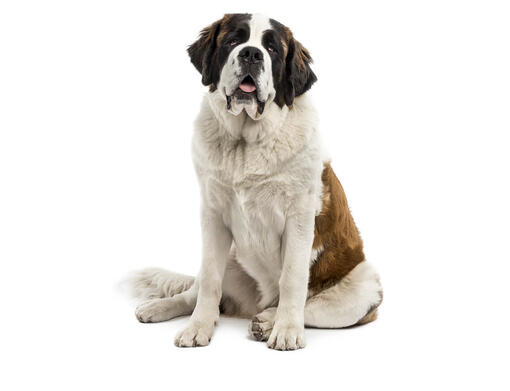 Saint Bernard