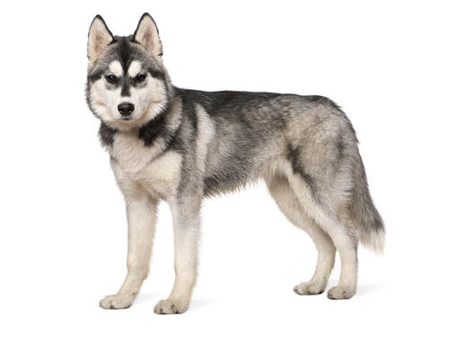 Husky Siberian