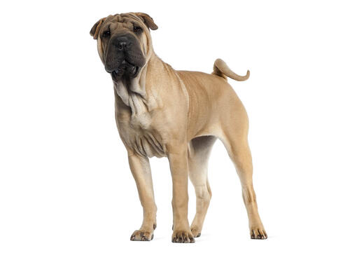 Shar Pei