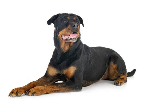 Câinele Rottweiler