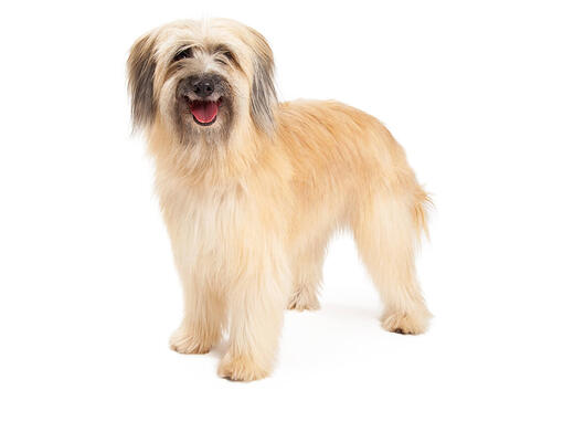 Câinele Pyrenean Sheepdog (Long Haired)