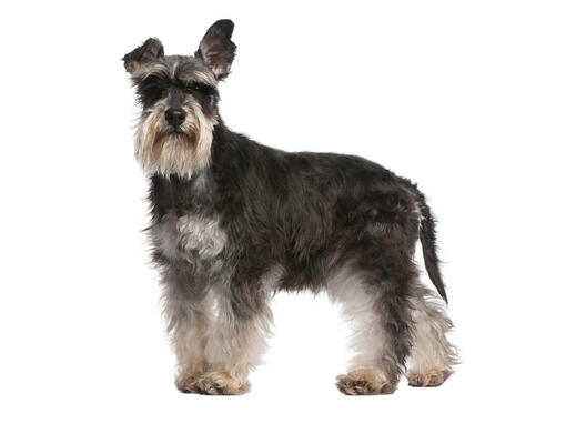 caine rasa schnauzer pitic