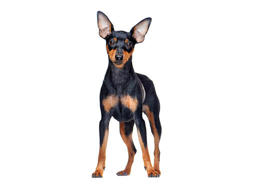 caine rasa Pinscher pitic