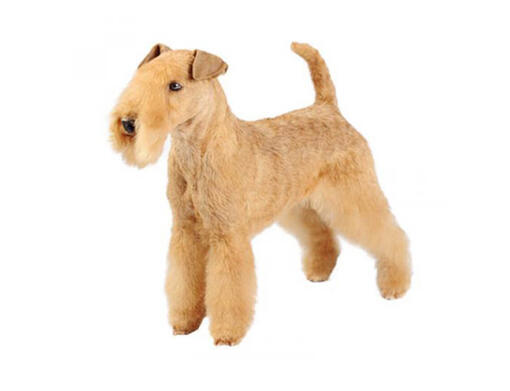 Lakeland Terrier