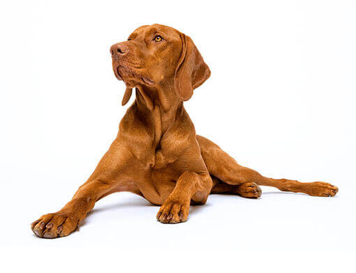 Caine Vizsla Maghiara