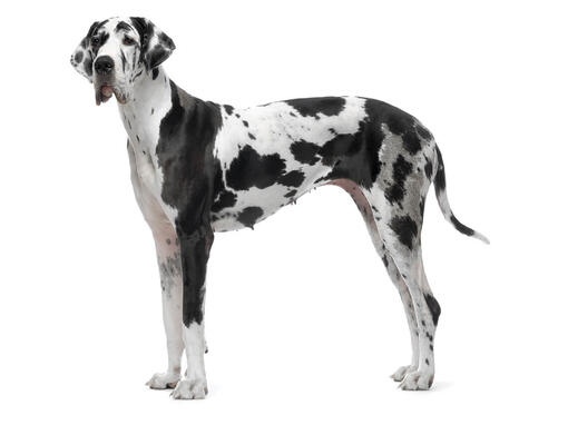 Dog German arlechin