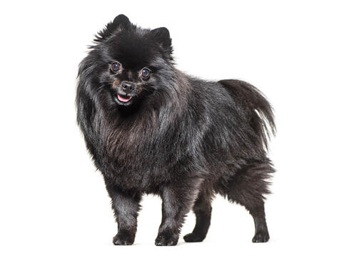 German Spitz (Mittel)