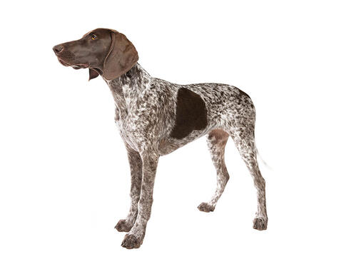 caine rasa pointer german cu par scurt