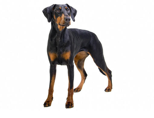 Câinele Dobermann