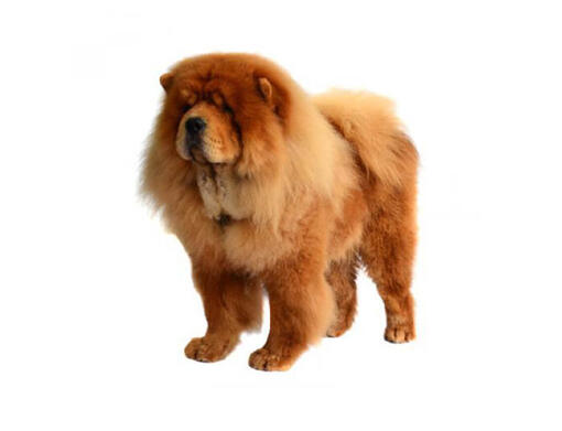 caine rasa Chow Chow