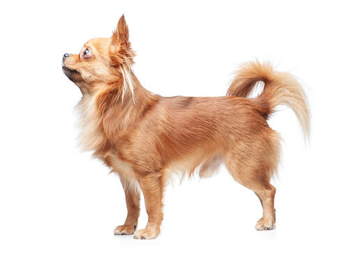 Chihuahua cu par lung