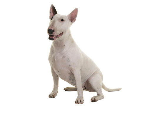 Câinele Bull Terrier