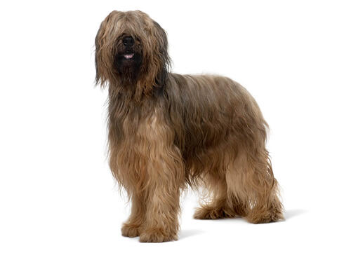 caine rasa Briard