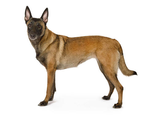 Ciobanesc Belgian Malinois